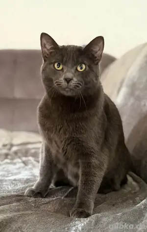 Kartäuser Deckkater 