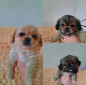 Zuckersüße Pekingesen- Mix- Welpen