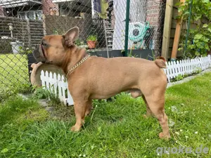 Deckrüde Französische Bulldogge 