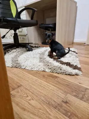 Zwergpinscher Welpen