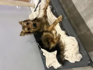 Schäferhundmix Rüde sucht neues Zuhause 