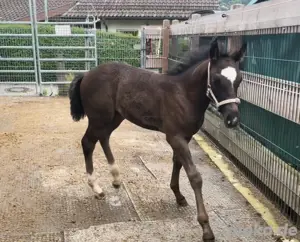 Quarterhorse  Irisch cop 
