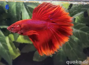 Kampffisch Männchen Betta splendens Halfmoon 