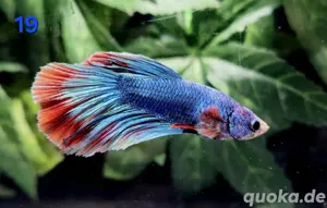 Kampffisch Männchen Betta splendens Super Delta