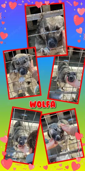 süße, kleine, liebe und sehr menschenbezogene Hündin "Wolfa" sucht dringend ein Zuhause