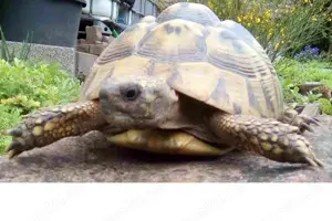 Griechische Landschildkröten THB NZ 2024 Bild 9