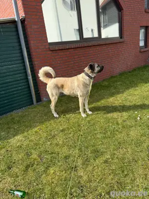 kangal welpen abzugeben