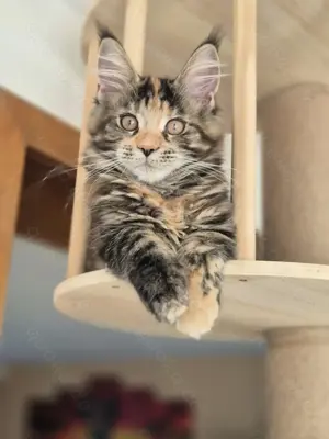 4 Monate Maine-Coon Mädchen