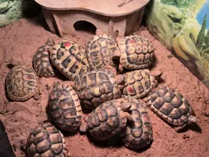Junge griechische Landschildkröten abzugeben von 2023
