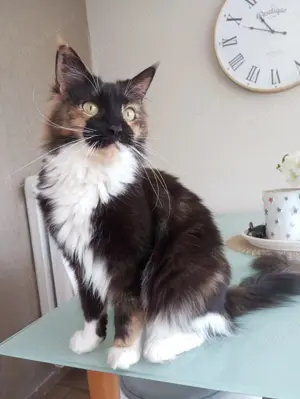 3 jährige Maine Coon Katze sucht neues Zuhause 