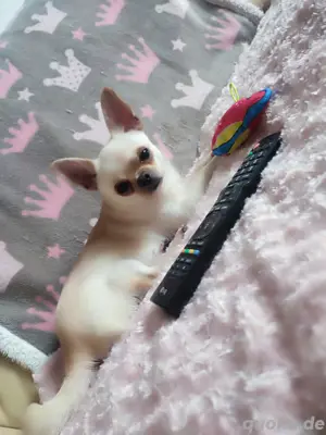 Wunderschöner Chihuah.  nicht zum Verkauf