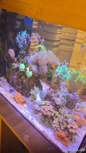 Meerwasser Aqaurium Komplett