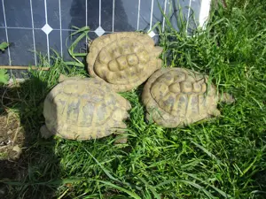 Adulte Landschildkröten männlich