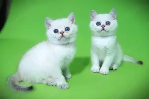 Supersüße Kitten mit blauen Augen BKH seal-silver-shaded-point ns 11 33 Reinrassig!
