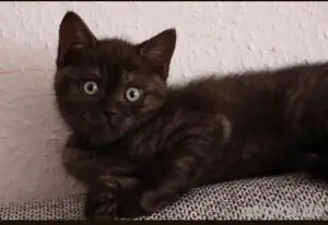 BKH Kitten 