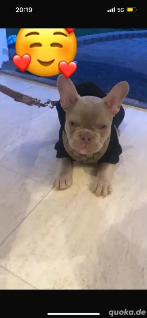 französische  Bulldog welpe