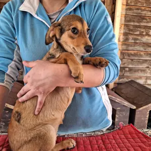 Hündin 028413 stellt sich vor