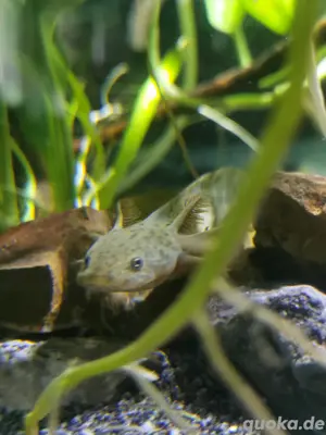 Axolotl baby's 