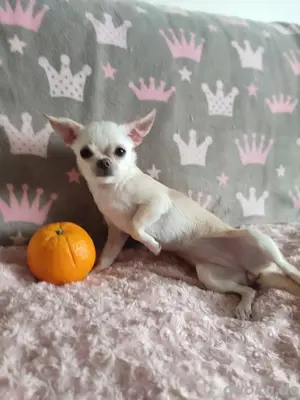 süßes Chihuahua-Mädchen Lola