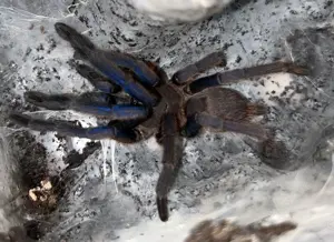 Vogelspinnen von klein bis groß