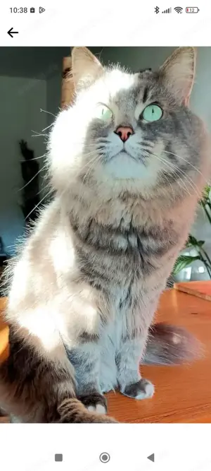 Deckkater sibirischer Waldkater 