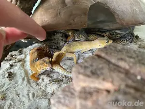 weibchen+ männchen leopardengeckos und terarium 