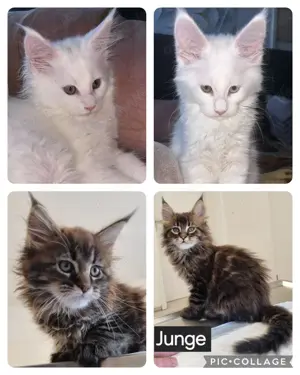 5 kitten 3 Mädchen 2 Jungs 20.02.2025 und 24.12.2024