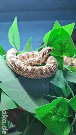 2.0 Westliche Hackennasennattern (Heterodon nasicus)