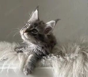 Reinrassige Maine Coon Kitten