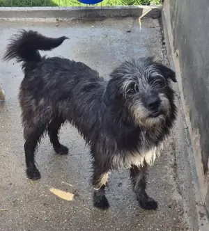 Hündin 080918 sucht ihre Familie