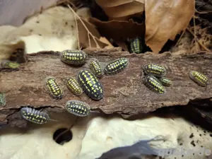 12x Armadillidium gestroi Zierasseln