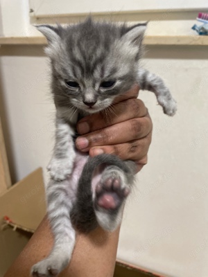 Blaues BKH und Siam Kitten 