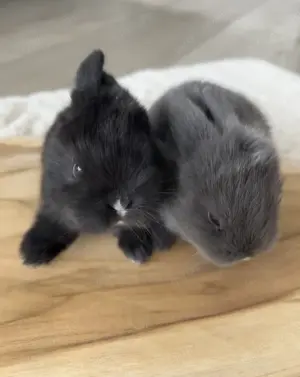 Zwergwidder, Kaninchen, Baby 