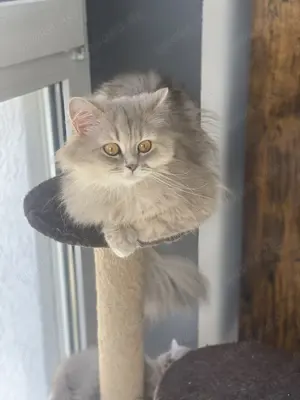 Katzen BKH und BLH suchen schnell ein neues Zuhause 