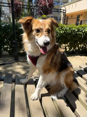 Sheltie Mix Topcho sucht Körbchen 