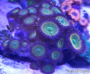 Meerwasser Ableger abzugeben 