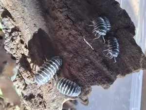 12x Armadillidium maculatum Zierasseln