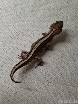 Paroedura picta Madagaskar Großkopfgecko Männchen Striped