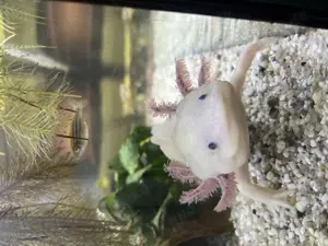 Axolotldame (4 Jahre)