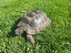Maurische Landschildkröte, Testudo graeca, Weibchen von 2011