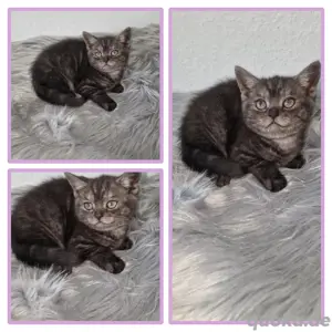 Britisch Kurzhaar Kitten (1 Weibchen11 Wochen)