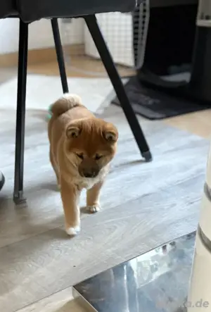 Reinrassige Shiba Inu