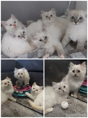Heilige Birma Kitten, reinrassig, Babykatzen, Kätzchen