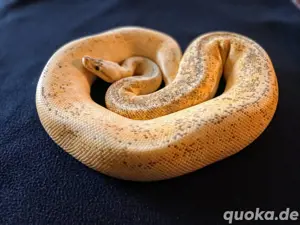 Wochenendaktion 180   Calico Fire Pinstripe Super Pastel Weibchen