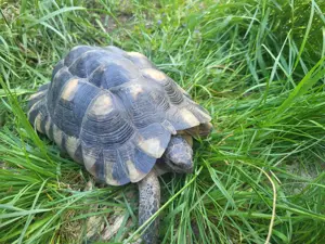 Breitrandschildkröten, Testudo marginata, 2.1 von 2010