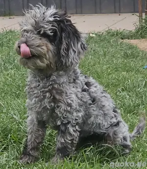 zwerg toy pudel welpen silber merle   parti  