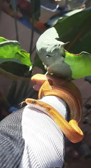 Kornnattern mit Terrarium und Zubehör  Bild 2