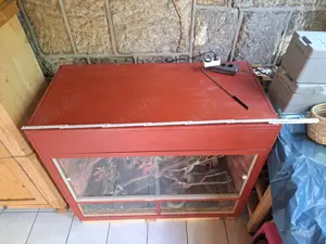 Kornnattern mit Terrarium und Zubehör  Bild 7