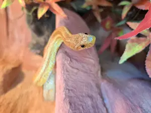 Kornnattern mit Terrarium und Zubehör  Bild 4