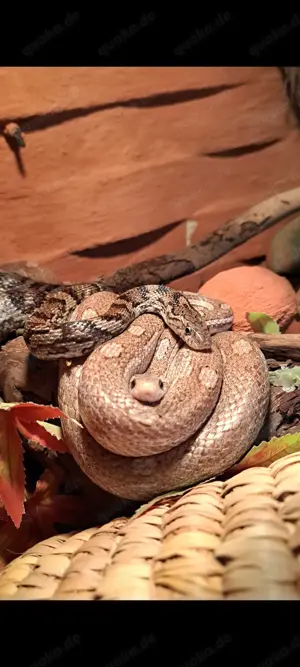 Kornnattern mit Terrarium und Zubehör  Bild 3
